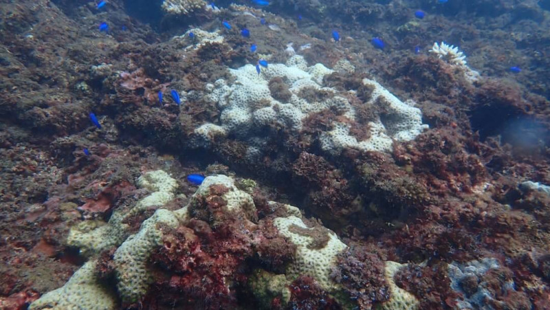 潮境公園淺水區域已出現20-30%珊瑚白化現象。   圖：海科館／提供