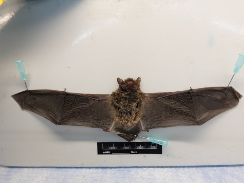 Covid-19原先被認為是中國民眾食用生病的蝙蝠導致的，但美國國務院調查人員指出，疫情爆發與武漢病毒研究院病毒外洩有關。(示意圖)   圖：防檢局 / 提供