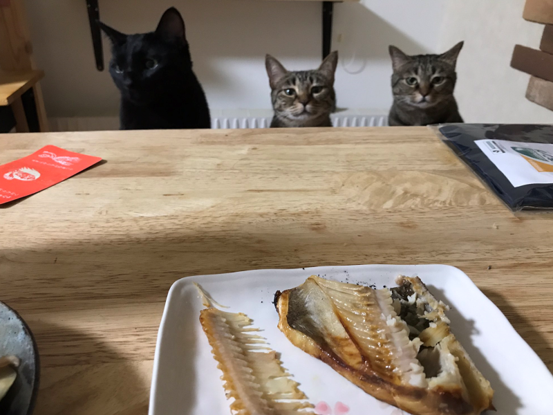 貓貓們：「主銀～你怎麼可以自己吃就好！！」   圖／Twitter@hotatemamasan