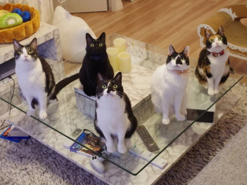 日本推主養了5隻貓咪，每次回家一開門牠們就會變成「毛鯉魚」蜂擁而上討摸摸！   圖／rikkusora.com