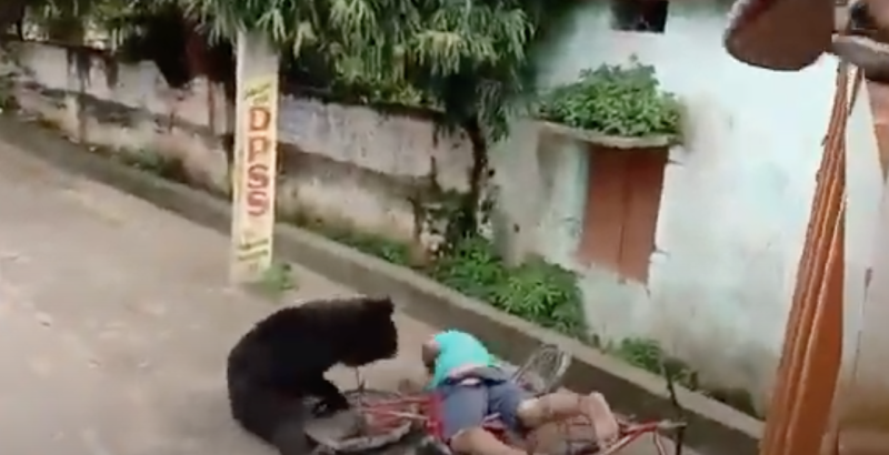印度東部印度東部巴瓦尼帕特納（Bhawanipatna）驚傳一起黑熊闖進蔬果市場內攻擊人類事件。   圖：截取自YouTube Stay Tuned with Puja