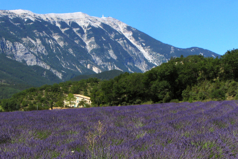 普羅旺斯的薰衣草花田是當地很有特色的美景。   圖：維基百科