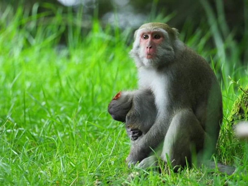 獼猴媽媽悲傷過度不願意放手，仍堅持抱緊小獼猴呵護著的行為逼哭許多網友。   圖／玉山國家公園管理處授權、印莉敏拍攝