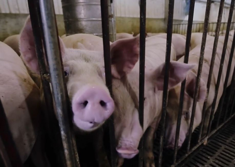 開放含萊劑美豬來台引發消費者和台灣養豬農憂心。（示意圖）   圖：翻攝自農委會影片