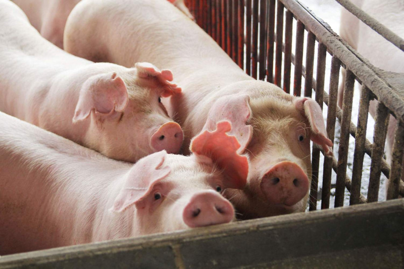 蔡英文日前宣布將進口含有瘦肉精的美豬進口來台。   圖：嘉義縣政府/提供（資料照）
