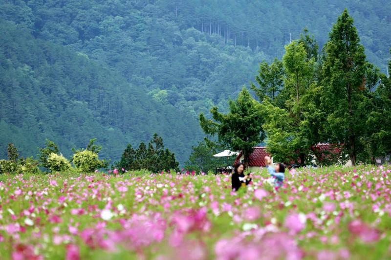 武陵農場和福壽山農場的波斯菊花毯盛開，9月是最佳欣賞期。    圖：翻攝自武陵農場臉書