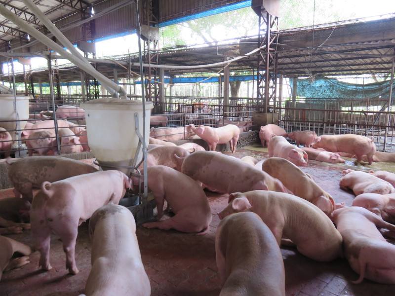 要讓台灣的屠宰場跟上國際趨勢，農委會與地方共同聯手，要發展台灣豬標章並讓台灣豬升級，圖為養豬場。   圖：台中市政府/提供