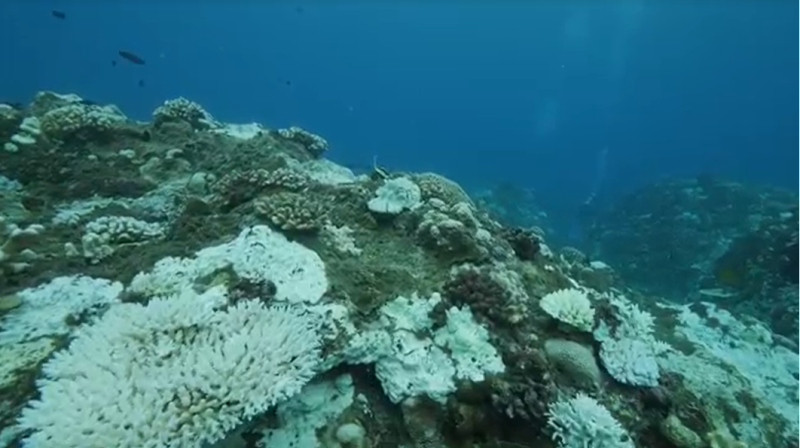 隨著台灣夏季溫度飆破歷史紀錄，周遭海域的珊瑚也正經歷20年來最嚴重的珊瑚白化危機。   圖：綠色和平提供（擷自影片）