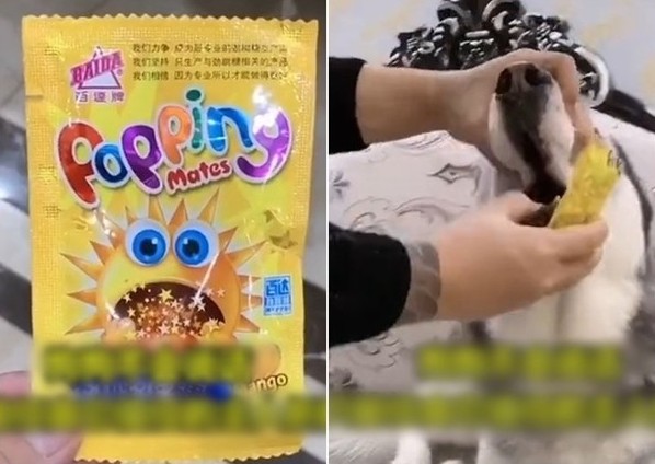 中國直播主強行掰開狗的嘴巴，強迫狗吃「跳跳糖」。   圖：翻攝微博