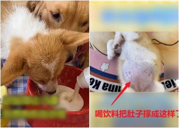 中國直播主餵狗食38款零食、8款飲品，讓小狗腹部嚴重腫脹。   圖：翻攝微博