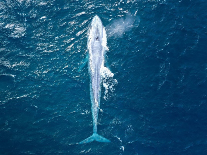藍鯨出現在澳洲海岸，驚艷所有的人，更是雪梨百年來僅三次目睹藍鯨！   圖／IG@seansperception