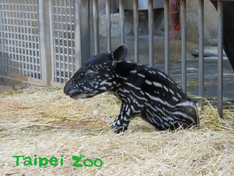 新生寶寶體重5.1kg，深褐色的身軀布滿白色花斑及條紋，像極了深褐色的小西瓜。   圖：台北市立動物園