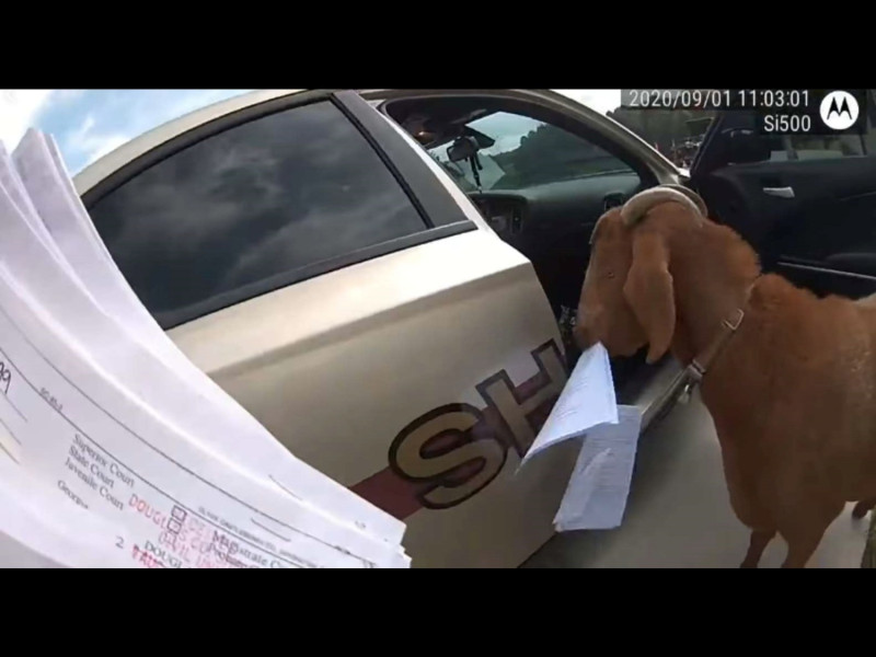女警到一處民宅送文件，卻遇到鬼祟山羊潛入巡邏車偷吃文件。   圖／Douglas County Sheriff's Office