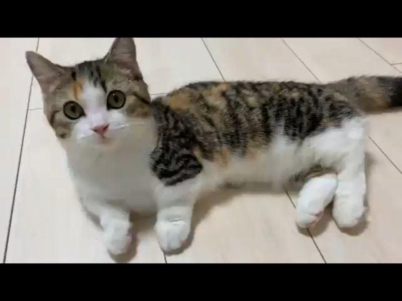 短腿貓Rin（りん）日前參與日本推特相當火紅的「貓咪伸展大挑戰」，腿腿一伸網友全被萌殺。   圖／Twitter@minuet_rin