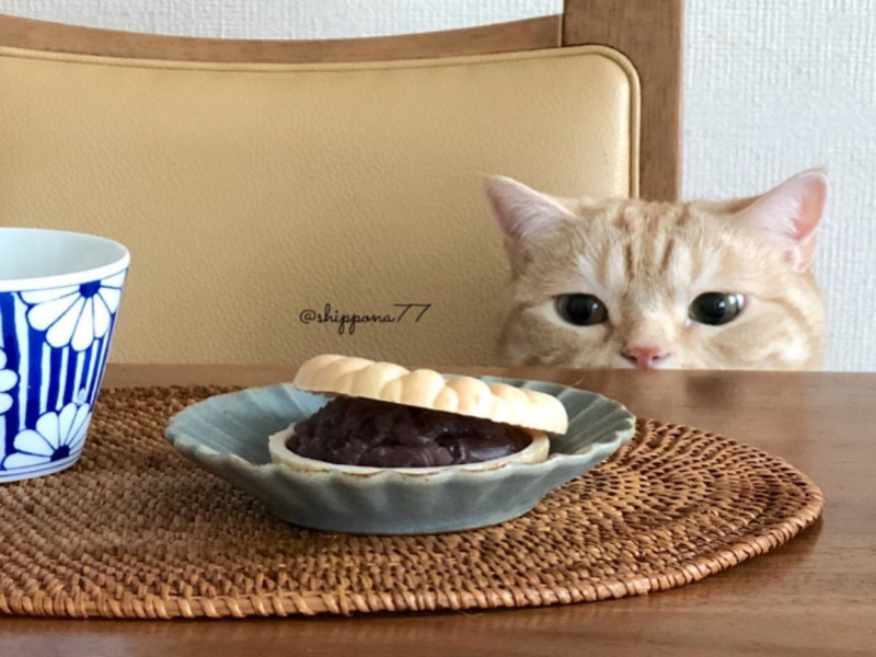 日本一隻橘貓因為很貪吃，被主人拍下一系列「吃貨趴桌照」。   圖／IG＠shippona77