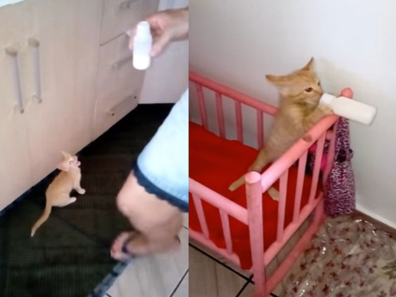 國外一隻小橘貓會主動跳上嬰兒搖床喝奶奶。   圖／翻攝自Youtube@ViralHog