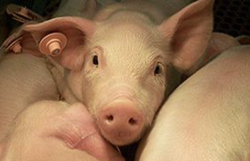 中國再度爆發的豬瘟疫情出現病毒新變種，已被證明不易被發現，且更難被控制。   圖：動植物防疫檢疫局/提供（資料照）