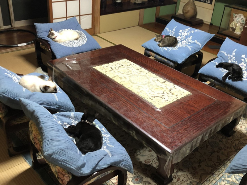 日本一貓奴家的五隻貓咪分別睡在椅子上，看起來好像在開幹部會議。   圖／twitter@Gapogata