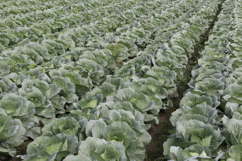 9月中旬高麗菜種植數達674萬株，農糧署發布「超種」示警。   圖：農糧署/提供