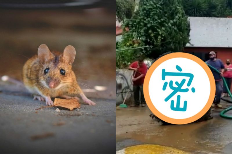 墨西哥的清潔隊，從下水道沖出一隻比人大的「巨鼠」。   示意圖／翻攝自《Enrique Serna臉書》及《pixabay》