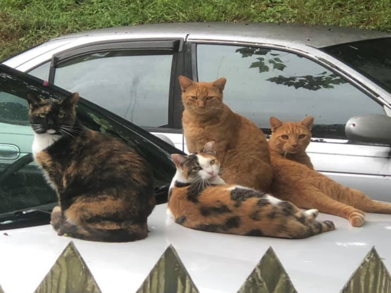 日前克莉絲看見橘貓一家子在車上曬太陽，原本想靠近卻嚇走其中兩隻貓，後來就被橘貓爸爸怒瞪了！   圖：取自／FB@Criss Miller Smith
