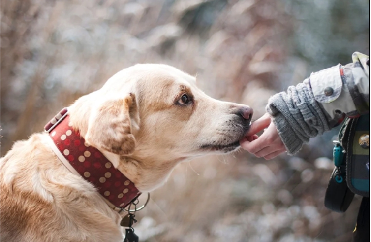 芬蘭近日宣布，訓練了4隻「嗅探犬」(sniffer dog) 協助檢測武漢肺炎病毒。(示意圖)   圖取自中國電子網。