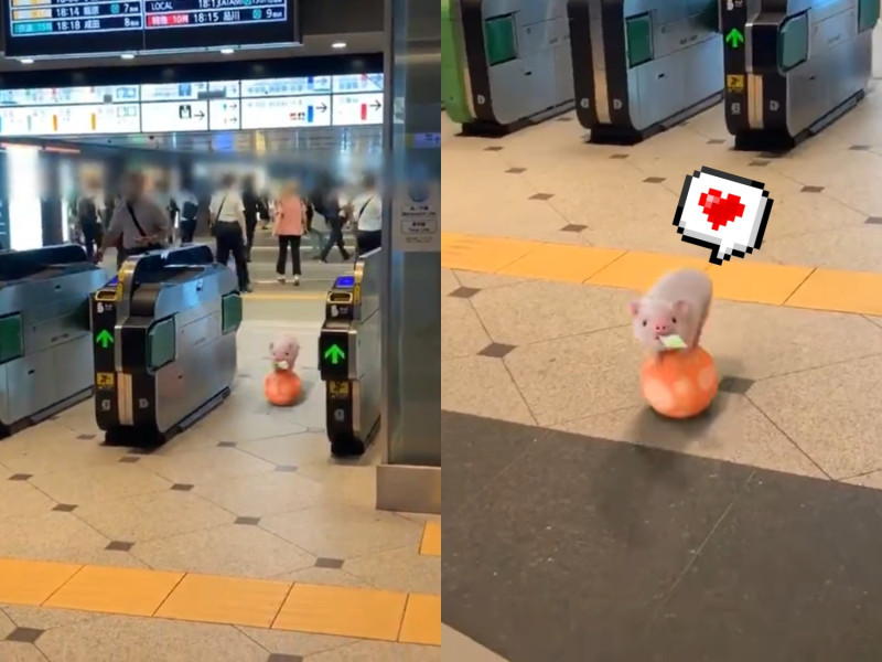 小萌豬Pinky靈活地踩踏著球穿越東京站閘門，瞬間萌翻許多網友。   圖／Twitter@micropig_Pinky