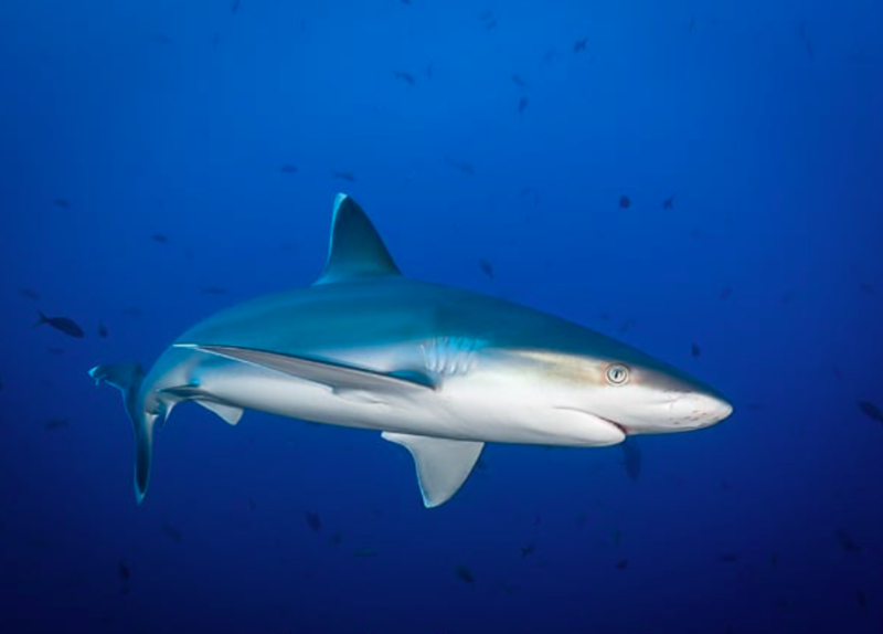 製造新冠疫苗需使用「鯊烯」成分，恐犧牲50萬隻鯊魚。   圖：取自Bluewater Photo & Travel臉書