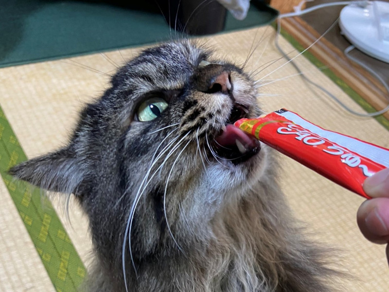 日本一名飼主的愛貓因為吃肉泥成癮而全身變形。   圖／Twitter@hidarikagetora