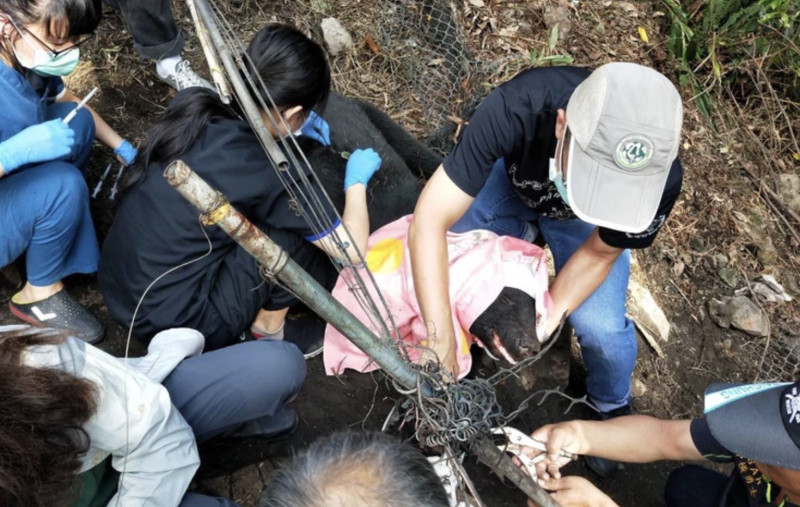 台灣黑熊編號711，今誤中被禁用的山豬吊因此受傷，動物保護法卻管不著，引發保育團體不滿。   圖：讀者提供