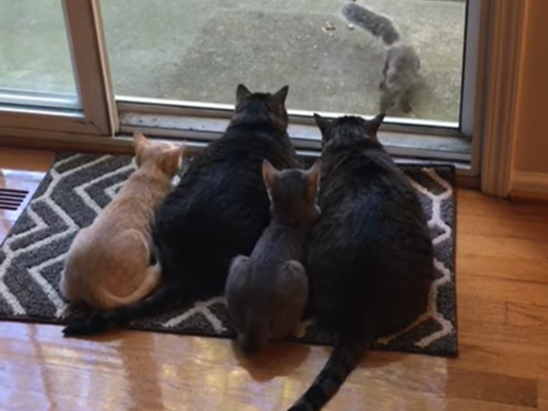 松鼠來到一處庭院覓食，4隻貓咪見狀紛紛擠在落地窗前目不轉睛。   圖／翻攝自Youtube@ViralHog