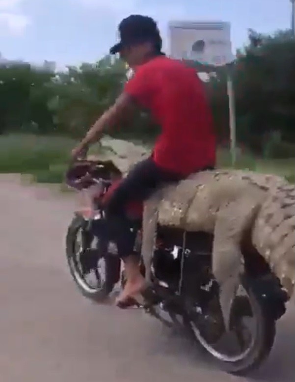 墨西哥男子將捕獲到的鱷魚綁在摩托車上，人便坐在鱷魚身上騎車，場面讓人相當訝異。   圖：翻攝自網路