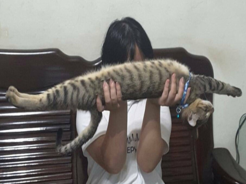 網友家的虎斑貓被舉起就會伸直仰睡，看起來極像法國麵包。   圖／網友Retsu Tu授權提供