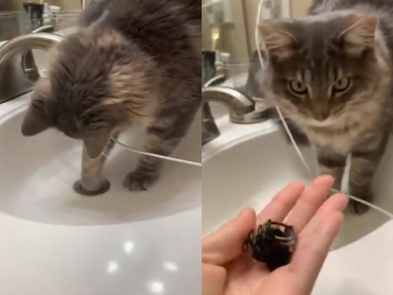 國外一名網友不小心將戒指連同髮夾掉落在排水孔，竟是貓咪幫忙撈出來。   圖／翻攝自twitter@ginaawilsonn