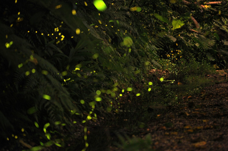 黃緣螢成蟲於夜間飛舞。   圖：新北市農業局／提供
