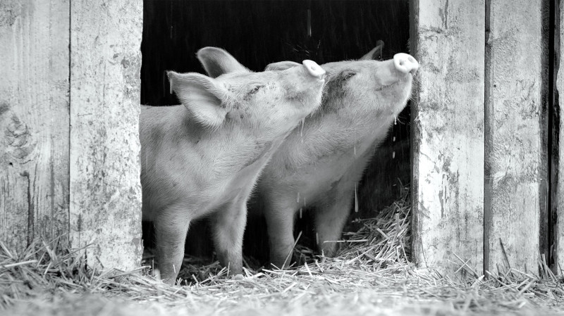 《Gunda》俄國紀錄片大師維克多柯薩科夫斯基的新作，描述北歐一處農場，剛分娩的母豬迎來一窩小豬仔，牠悉心哺育新生命，帶領牠們探索世界。   圖：金馬執委會/提供