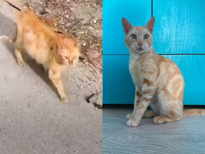 希臘一名愛貓某天遇見一隻浪橘一路跟車。   圖／翻攝自Youtube@The Dodo、IG@thearcanimalsanctuary