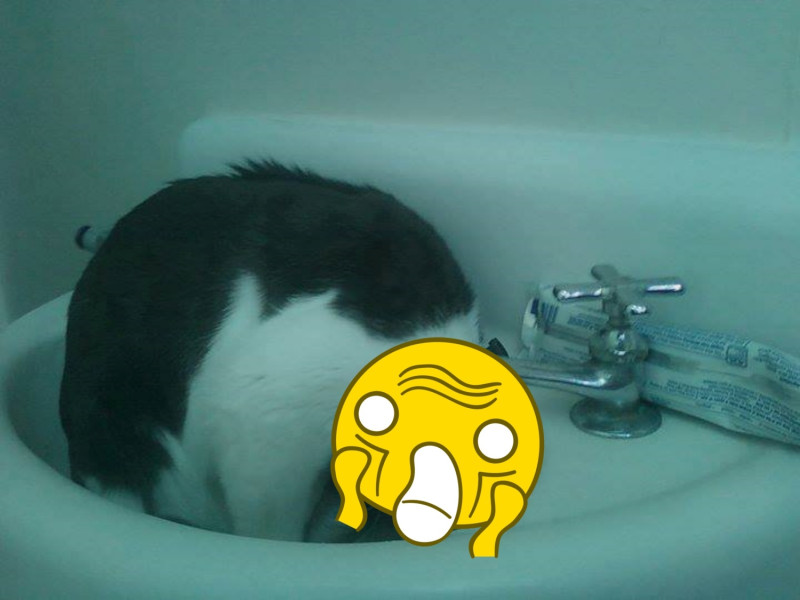 貓咪用詭異的姿勢喝水，讓推主忍不住喊：「難道就不能正常點喝水嗎？」。   圖／Twitter@nekobi_info