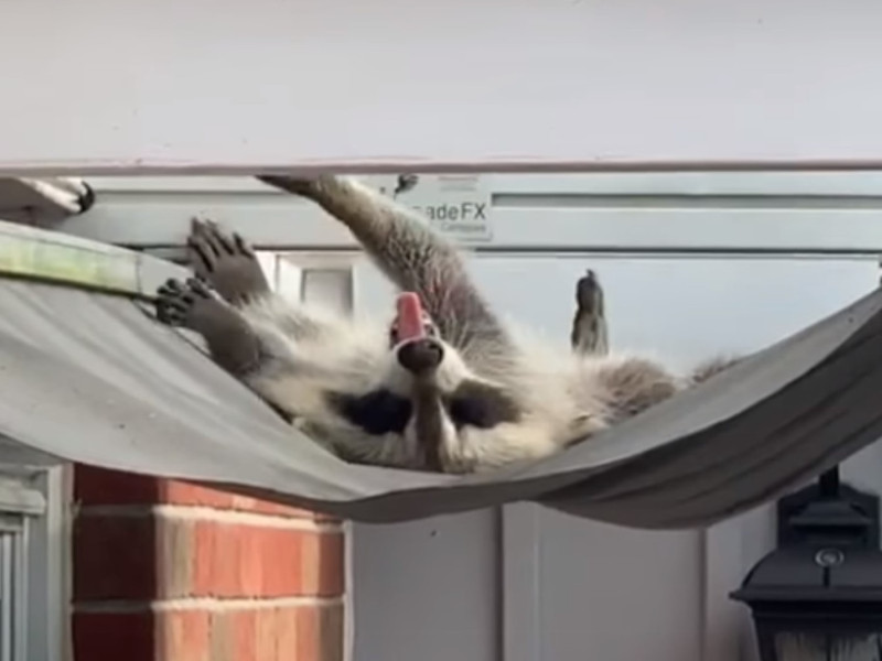 加拿大一隻野生浣熊將遮陽棚當作吊床，爽曬日光浴。   圖／翻攝自FB@Heather Jenkins
