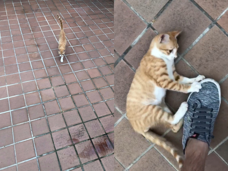 網友日前路遇陌生貓寵幸，沒想到下秒牠竟神速彈飛。   圖／網友Bighead Wu提供