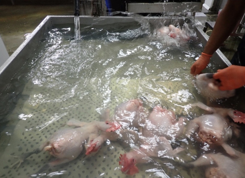 雞隻在電宰後需被泡在濃度適當的次氯酸鈉水中滅菌，這是符合食安的正常程序，民眾勿過度驚慌。   圖：防檢局/提供