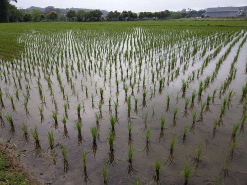 水情吃緊，嘉南地區明年一期稻作停灌。   圖：取自新竹市政府網站