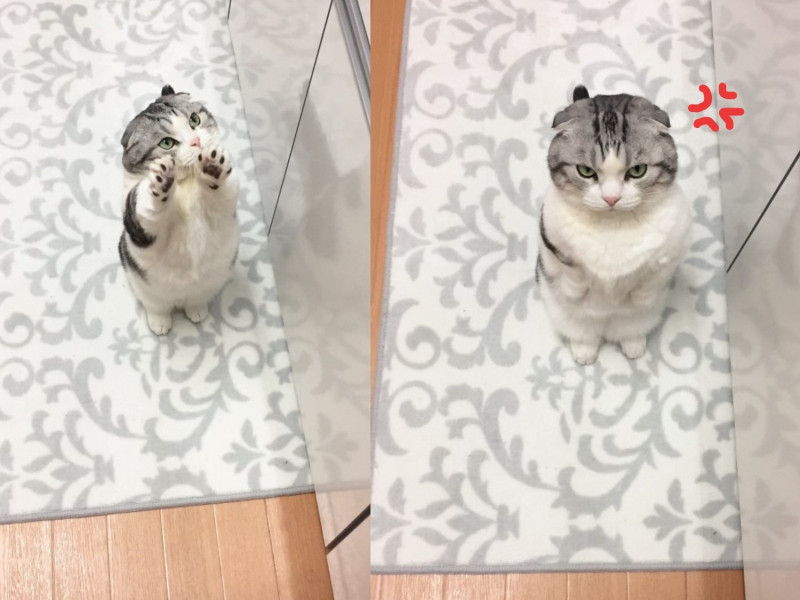 日本推主飼養的摺耳貓Mappuchin會站立起來討飯。   圖：取自twitter@map_u_chin