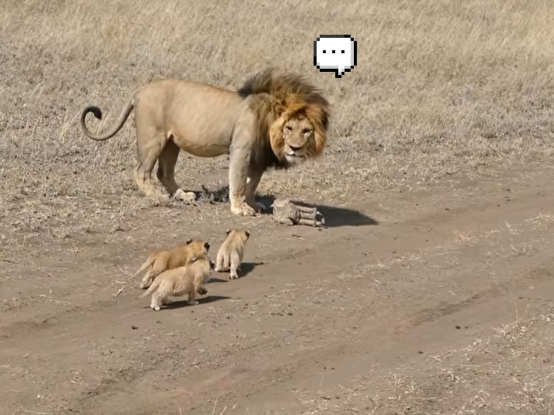 公獅原想趁孩子不注意偷溜，卻被4隻小獅子屁顛跟上。   圖／Youtube@AnimalsAreWacky
