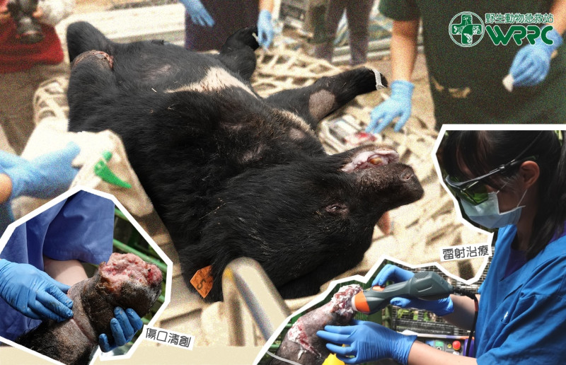 據野生動物急救站指出，黑熊711傷口恢復良好，但目前仍無法遷移至大空間籠舍。   圖：翻攝自野生動物急救站臉書專頁
