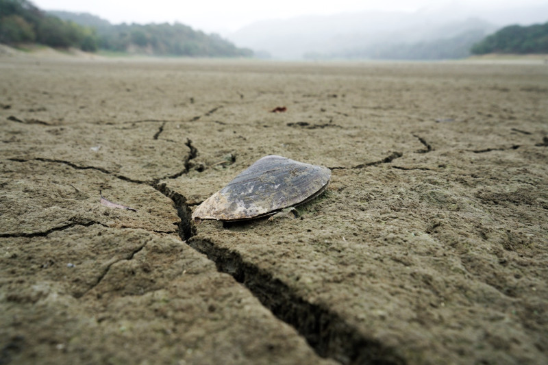 明德水庫水位下降，沙石龜裂，一些乾枯而死的石蚌躺在沙土上，猶如末世景象。   圖：張良一/攝