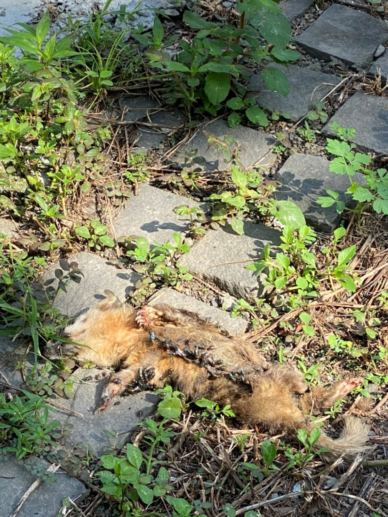 屏東內埔鄉出現鼬獾驗出狂犬病毒。   圖：屏東縣動物防疫所提供