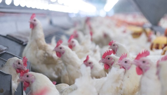 防檢局表示，韓國野鳥檢出禽流感，請養禽業者加強防範。(圖為禽類養殖示意圖)   圖：取自農委會網站