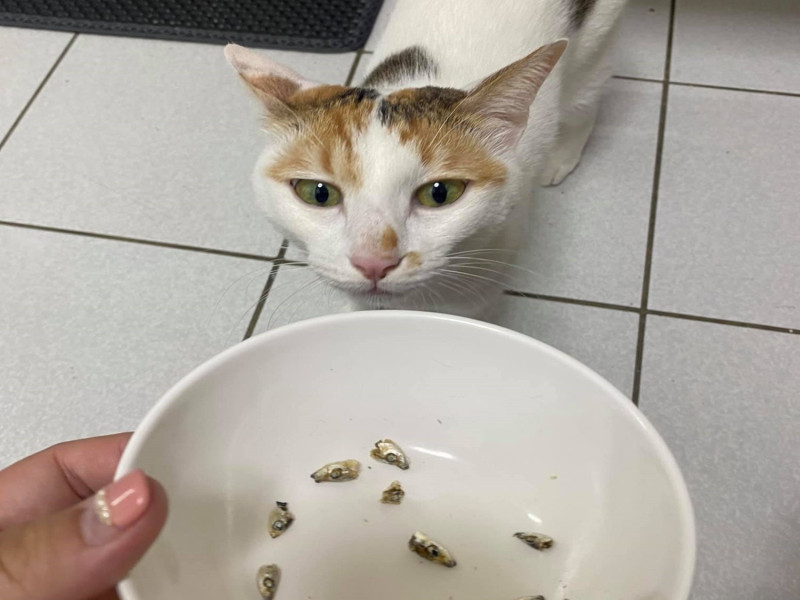網友家的三花貓「丹丹」不喜歡吃魚頭，總是留下一碗魚頭給奴才。   圖／網友Pin Yu Guan授權提供