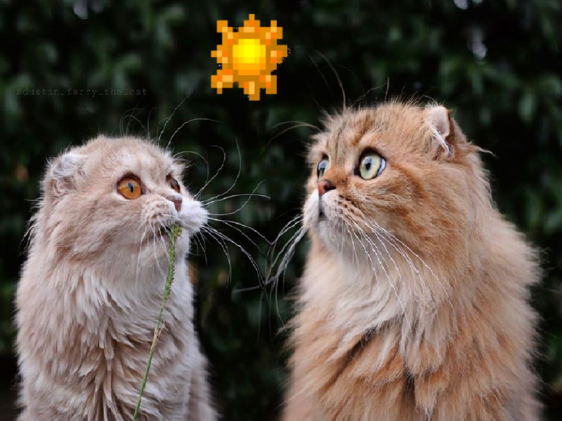 主人：這個叫做蝴蝶！ 喵喵們：ㄏㄨˊㄉ一ㄝˊ？   圖：取自Instagram@dustin_ferry_the_cat